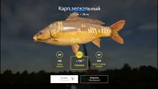 РР4 Карп Янтарное озеро Полный Садок за 4 часа