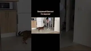 ЧТО СЛУЧИЛОСЬ С КОТОМ?