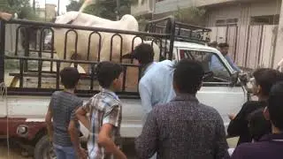 Dangerous Bull Unloading in BUFFERZONE - Karachi 2018 || Part-1