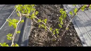 2 обработка винограда. Работа на винограднике в апреле