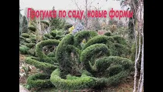 Сад в декабре. Хвойный коллекционный сад