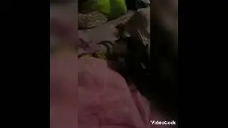САМОЕ УМНОЕ СУЩЕСТВО В МИРЕ