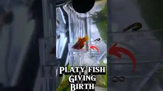 Platy Fish Giving Birth in Labour Pregnant #aquarium #fish #fishtank #platyfish