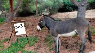 CONHEÇA O BURRO MAIS INTELIGENTE DO MUNDO