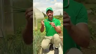 Не покупайте лук в магазине! Вы можете сохранить свой урожай на всю зиму