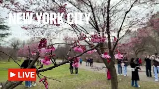 NYC Live - Spring Spotting in Central Park (Mar 12, 2023)