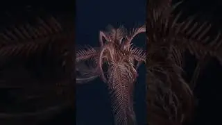 Here's a spectacular swimming feather star to brighten your day 💫 ⁠