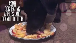 ASMR Dog Eating Crunchy Apples & Creamy Peanut Butter [Mouth Sounds] [No Talking]