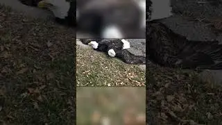 Two Eagles Clawed Together