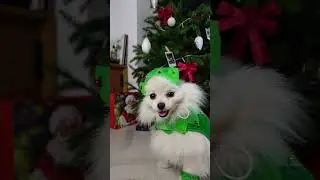 КАССИ НЕ ПОЛУЧИТ ПОДАРОК НА НОВЫЙ ГОД?!🎅
