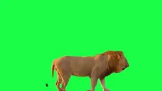 Lion Green screen Video Back ground | Best Green screen Background Lion Video
