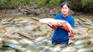 Harvesting Lots Of Big Fish in the stream Goes To Countryside Market Sell | Ella - Free Bushcraft