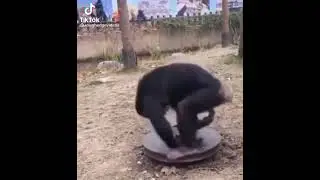 monyet tanpa kepala