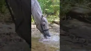 Horse Plays In The Water