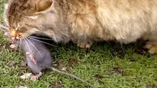 🐁🐀КРЫСЫ И МЫШИ В ДОМЕ. 😻ОТКУДА СТОЛЬКО?