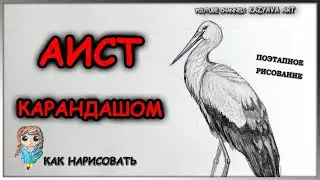 Как нарисовать АИСТА карандашом. Подробный мастер-класс.