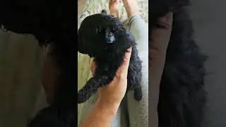 Шакапомпу 😁 Щенки от той пуделя Челси и джекдога Горошка ищут дом! +79602217772 #pomapoo #puppy #dog