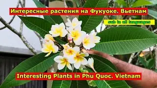 Interesting plants in Phu Quoc.