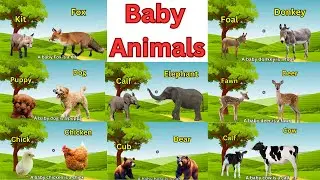 Improve Your Vocabulary : Baby Animals | 