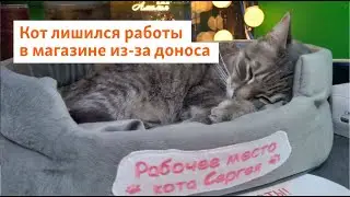 Кот лишился работы в магазине из-за доноса | Север.Реалии