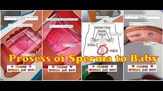 PROSESS OF SPERMA TO BABY