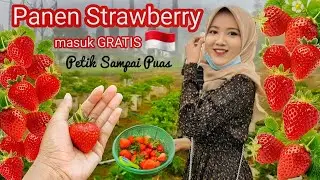 PANEN STRAWBERRY 🍓 GRATIS MASUK🍓 PETIK STROBERI SAMPAI PUAS Seru Banget -Hardina ANW-