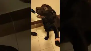 лабрадор собака Labrador dog