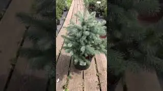 Ель колючая Super Blue Seedling (Супер Блю Сидлинг)