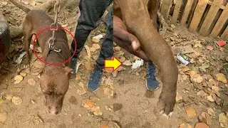 Rescue Poor Pitbull who was being dragged by the heaviest of chains with a leg totally shattered