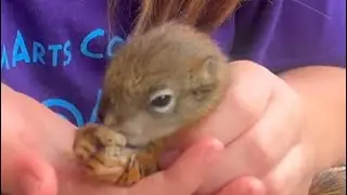 We Found a Baby Squirrel and Zoey Feeds It Every Morning!