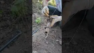 Define Kasasından Öyle Bir Eser Çıktı Şok Oldular !!