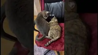 Как он посмел? #кусьшоу #котики #смешныекотики