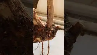 Ежевика ремолтантная Агавам размножение по корням.Осень дом копка песок и до весны весенние всходы!