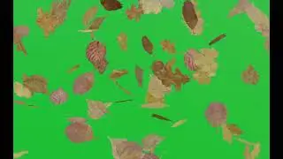 Falling Leaves green screen | no copyright|leaves falling effect