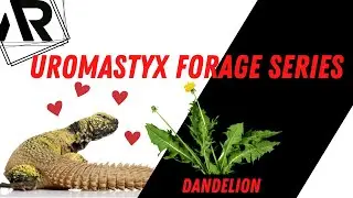 Feeding Uromastyx Wild Forage Series