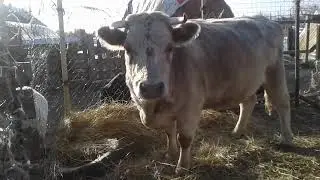 Как козы и коровы переносят заморозки🐐🐮