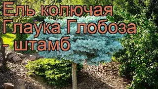 Ель колючая Глаука Глобоза - штамб (picea) 🌿 обзор: как сажать, саженцы ели Глаука Глобоза - штамб
