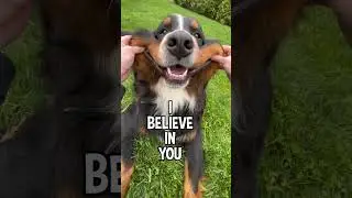 My Dog Wants You To Know Something 😆