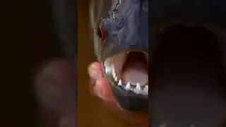 пираньи