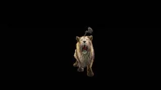 Lion Video Footage - Leo The Lion Video Footage