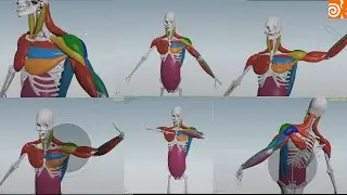 muscle & rigging  in houdini 15 !