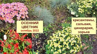 Осенний цветник на улице. Хризантемы, сальвия, цинерация, мирибилис осенью. Октябрь 2022.