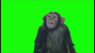 Green Screen - Chimpanzee