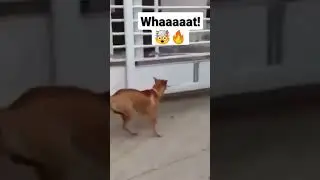 This Gate will not stop this dog from getting you!😂😅 