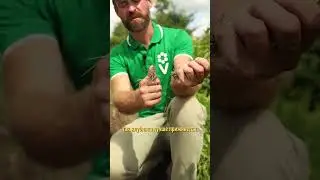 Ведро клубники с одной грядки! Что любит клубника