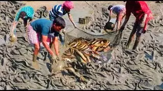 Amazing fish fishing lots of fishes♦Lots of catfish catching mud water by hand♥Amazing Nature,