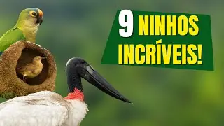 9 NINHOS DO BRASIL que são INCRÍVEIS | Como esses PÁSSAROS constroem seus ninhos?