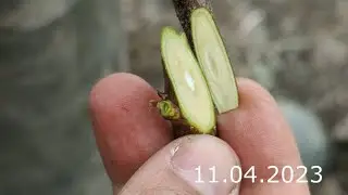 grafting a plum onto a peach