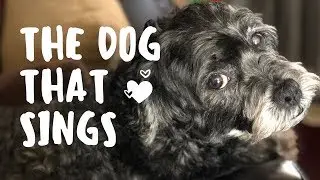 Singing Dog - He 'sings' on Command!