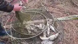 Я не только ловлю, но и выпускаю...